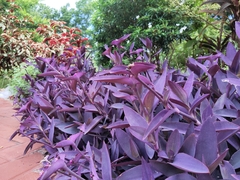 Tradescantia pallida