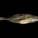 Fourspine Stickleback - Photo (c) Alex R, some rights reserved (CC BY-NC), uploaded by Alex R