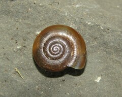 Oxychilus mingrelicus