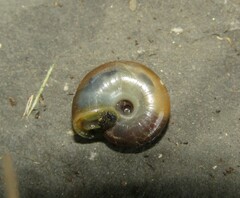 Oxychilus mingrelicus