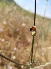 Ripiphorus subdipterus