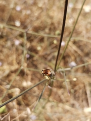 Ripiphorus subdipterus
