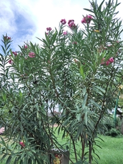 Nerium oleander