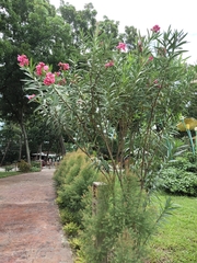 Nerium oleander