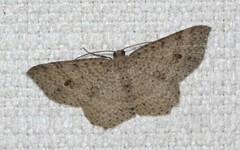 Minoa euthecta
