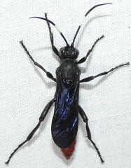 Protichneumon grandis
