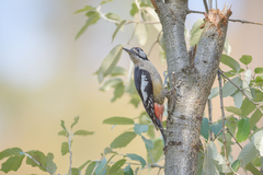 Dendrocopos himalayensis