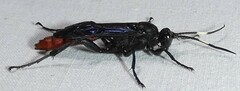 Protichneumon grandis