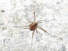 Lacinius ephippiatus