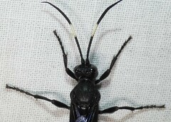 Protichneumon grandis
