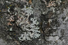 Physcia leptalea