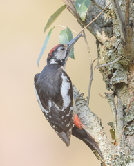 Dendrocopos himalayensis