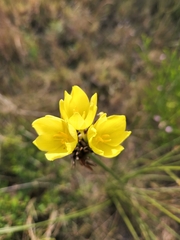 Bobartia robusta