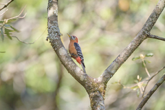 Dendrocopos hyperythrus