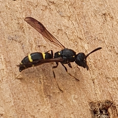 Symmorphus bifasciatus