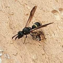 Symmorphus bifasciatus