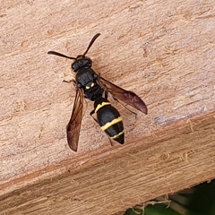 Symmorphus bifasciatus