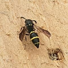 Symmorphus bifasciatus