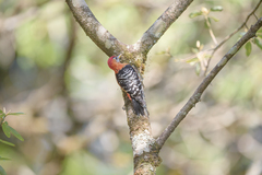 Dendrocopos hyperythrus