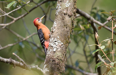 Dendrocopos hyperythrus