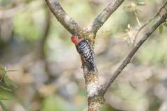 Dendrocopos hyperythrus