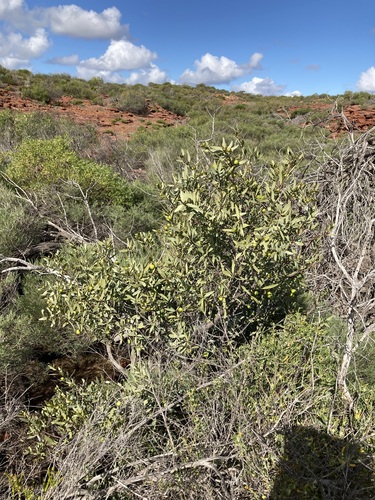 Image of Santalum spicatum by (c) Thomas Mesaglio, some rights reserved (CC BY)