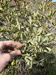 Santalum spicatum
