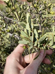 Santalum spicatum