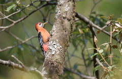 Dendrocopos hyperythrus