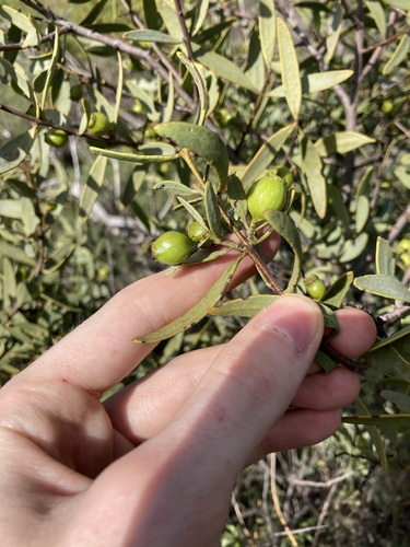 Image of Santalum spicatum by (c) Thomas Mesaglio, some rights reserved (CC BY)