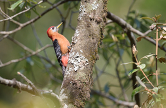 Dendrocopos hyperythrus