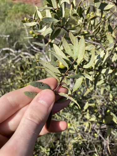 Image of Santalum spicatum by (c) Thomas Mesaglio, some rights reserved (CC BY)