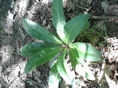 Frasera caroliniensis