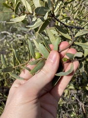 Santalum spicatum