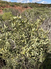 Santalum spicatum