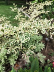 Terminalia mantaly 'triciolor'