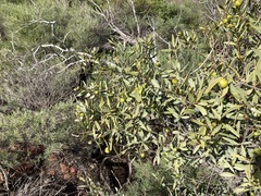 Santalum spicatum
