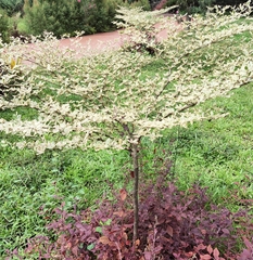 Terminalia mantaly 'triciolor'