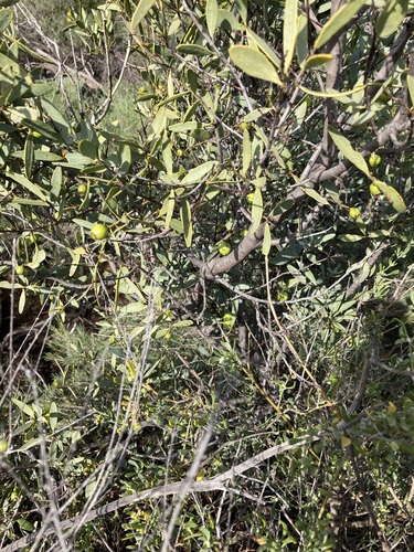 Image of Santalum spicatum by (c) Thomas Mesaglio, some rights reserved (CC BY)