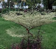 Terminalia mantaly 'triciolor'