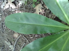 Frasera caroliniensis