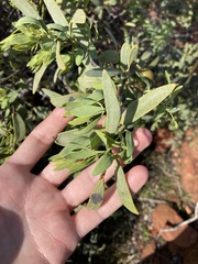 Santalum spicatum