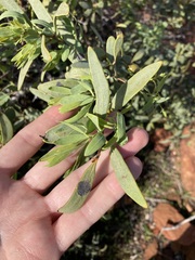 Santalum spicatum