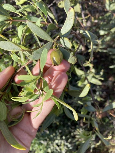 Image of Santalum spicatum by (c) Thomas Mesaglio, some rights reserved (CC BY)