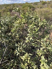 Santalum spicatum