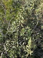 Santalum spicatum