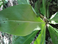 Frasera caroliniensis