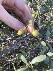 Santalum spicatum