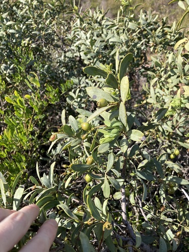 Image of Santalum spicatum by (c) Thomas Mesaglio, some rights reserved (CC BY)