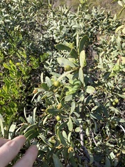 Santalum spicatum